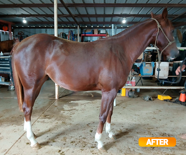 Vitamin E supplementation equine, Horse muscle, Equine muscle, Magnesium supplementation horse, Magnesium supplementation equine, Energy supplement for horse, Energy supplement for equine, Horse energy, Equine energy, Energy boost supplement for horses, Energy boost supplement for equines, Best supplement for horse, Best supplement for equine, Equine diet, Horse diet, Horse protein supplement, Equine protein supplement, Equine digestive, Horse digestive