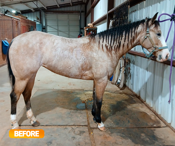 Equine muscle gain, Best supplement for horse metabolic, Best supplement for equine metabolic, Best supplement for performance horses, Best supplement for performance equines, Digestive supplement for horse, Digestive supplement for equines, Calming supplements for horses, Calming supplements for equines, Best calming paste, Horse vitamins and minerals supplement, Equine vitamins and minerals supplement, Supplement performance for horse, Supplement performance for equine