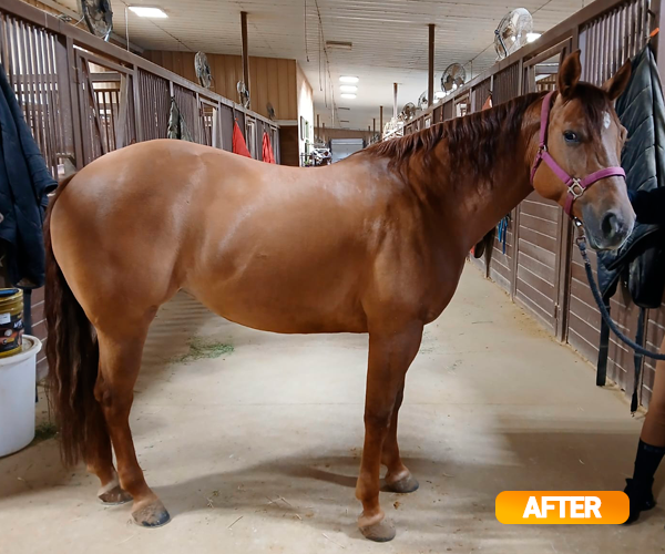 Vitamin E supplementation equine, Horse muscle, Equine muscle, Magnesium supplementation horse, Magnesium supplementation equine, Energy supplement for horse, Energy supplement for equine, Horse energy, Equine energy, Energy boost supplement for horses, Energy boost supplement for equines, Best supplement for horse, Best supplement for equine, Equine diet, Horse diet, Horse protein supplement, Equine protein supplement, Equine digestive, Horse digestive