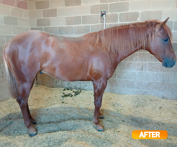 Vitamin E supplementation equine, Horse muscle, Equine muscle, Magnesium supplementation horse, Magnesium supplementation equine, Energy supplement for horse, Energy supplement for equine, Horse energy, Equine energy, Energy boost supplement for horses, Energy boost supplement for equines, Best supplement for horse, Best supplement for equine, Equine diet, Horse diet, Horse protein supplement, Equine protein supplement, Equine digestive, Horse digestive