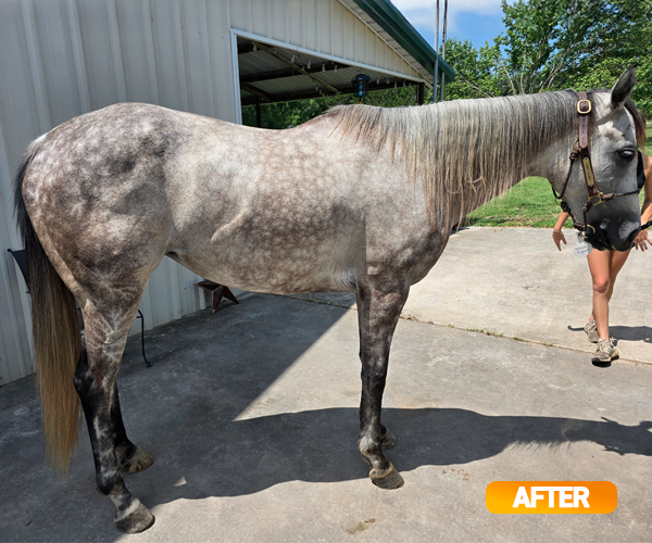 Vitamin E supplementation equine, Horse muscle, Equine muscle, Magnesium supplementation horse, Magnesium supplementation equine, Energy supplement for horse, Energy supplement for equine, Horse energy, Equine energy, Energy boost supplement for horses, Energy boost supplement for equines, Best supplement for horse, Best supplement for equine, Equine diet, Horse diet, Horse protein supplement, Equine protein supplement, Equine digestive, Horse digestive