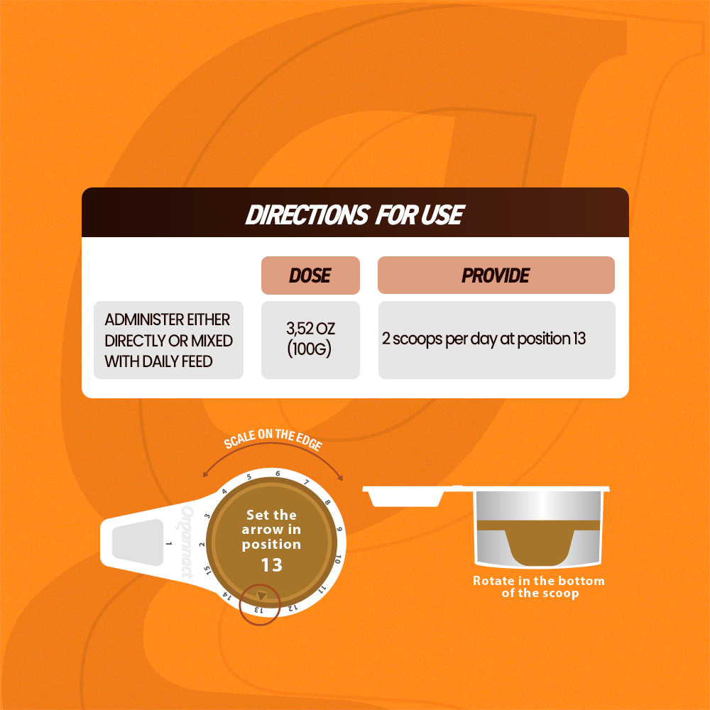 Organnact Gest UP Horse Supplement