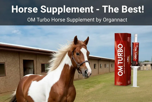 Horse Supplement - The Best!