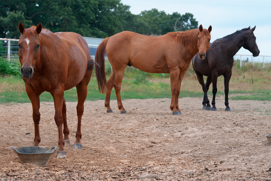 Risk Factors for Gastric Problems in Horses: What Every Horse Owner Should Know