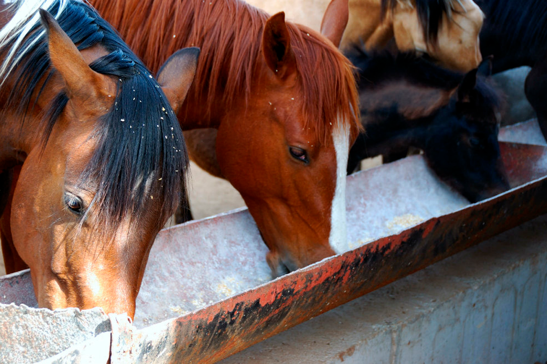 Understanding Equine Gastric Wellness