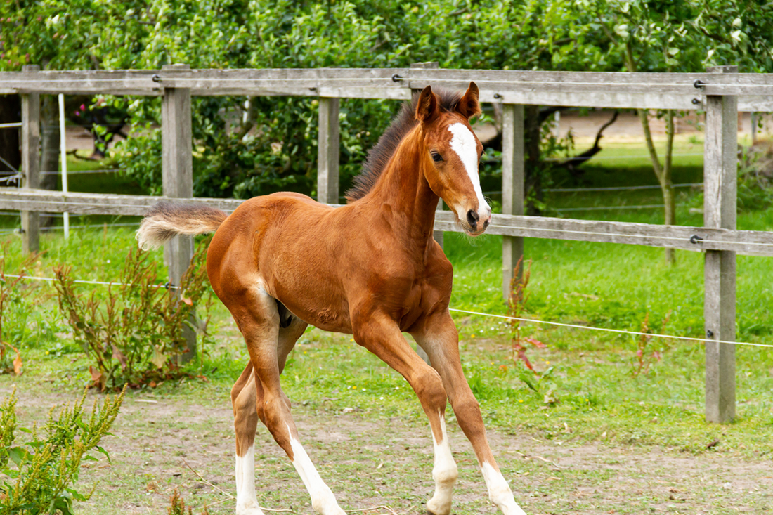 The Importance of Immune Support for Foals