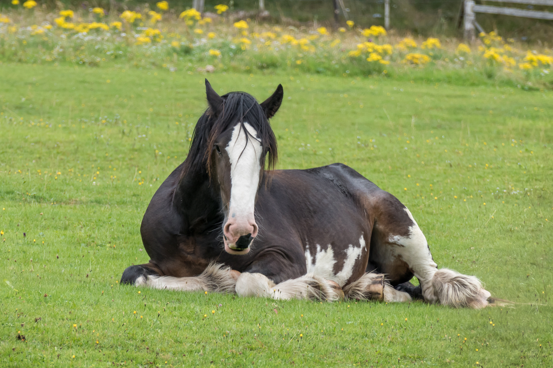 Promoting Digestive Comfort and Gastric Well-being in Horses