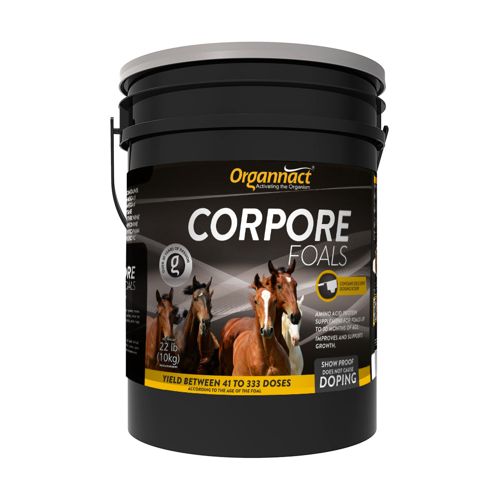 Pre race equines, BCAA equine, BCAA horses, Horse nutrition, Equine nutrition, Weight gain supplements for horses, Weight gain supplements for equines, Foals supplementation, Foal supplement, Supplements for foals, Healthy foal, Newborn foal supplement, Products for newborn foal, Newborn foal care, Foals essential care, Newborn foal, Foal products, Mares nutrition, Nutrition for mares