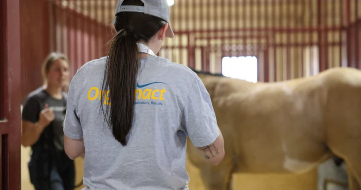 Pre race equines, BCAA equine, BCAA horses, Horse nutrition, Equine nutrition, Weight gain supplements for horses, Weight gain supplements for equines, Foals supplementation, Foal supplement, Supplements for foals, Healthy foal, Newborn foal supplement, Products for newborn foal, Newborn foal care, Foals essential care, Newborn foal, Foal products, Mares nutrition, Nutrition for mares