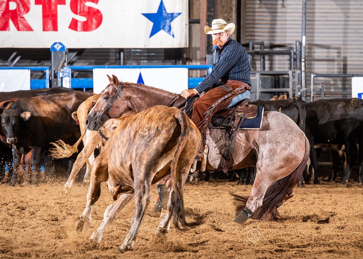 Vitamin E supplementation equine, Horse muscle, Equine muscle, Magnesium supplementation horse, Magnesium supplementation equine, Energy supplement for horse, Energy supplement for equine, Horse energy, Equine energy, Energy boost supplement for horses, Energy boost supplement for equines, Best supplement for horse, Best supplement for equine, Equine diet, Horse diet, Horse protein supplement, Equine protein supplement, Equine digestive, Horse digestive