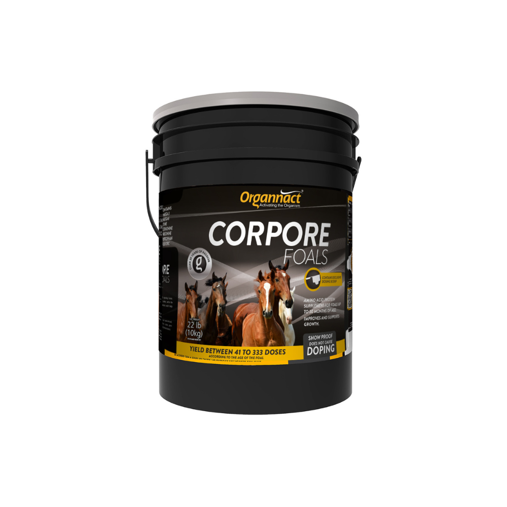 Vitamin E supplementation equine, Horse muscle, Equine muscle, Magnesium supplementation horse, Magnesium supplementation equine, Energy supplement for horse, Energy supplement for equine, Horse energy, Equine energy, Energy boost supplement for horses, Energy boost supplement for equines, Best supplement for horse, Best supplement for equine, Equine diet, Horse diet, Horse protein supplement, Equine protein supplement, Equine digestive, Horse digestive