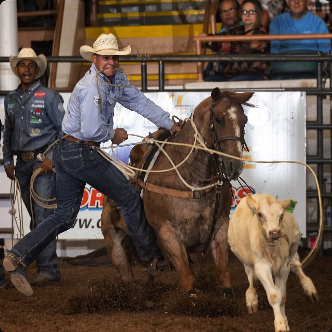 Vitamin E supplementation equine, Horse muscle, Equine muscle, Magnesium supplementation horse, Magnesium supplementation equine, Energy supplement for horse, Energy supplement for equine, Horse energy, Equine energy, Energy boost supplement for horses, Energy boost supplement for equines, Best supplement for horse, Best supplement for equine, Equine diet, Horse diet, Horse protein supplement, Equine protein supplement, Equine digestive, Horse digestive