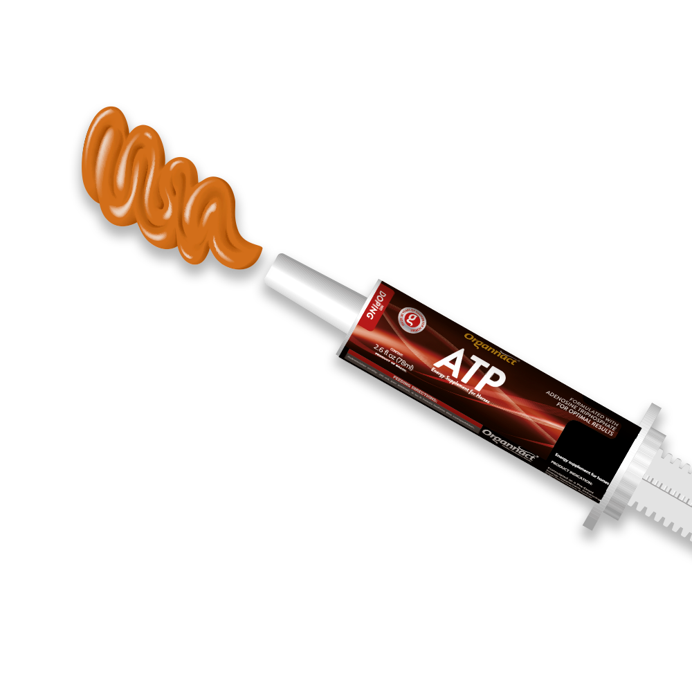 Pre race equines, BCAA equine, BCAA horses, Horse nutrition, Equine nutrition, Weight gain supplements for horses, Weight gain supplements for equines, Foals supplementation, Foal supplement, Supplements for foals, Healthy foal, Newborn foal supplement, Products for newborn foal, Newborn foal care, Foals essential care, Newborn foal, Foal products, Mares nutrition, Nutrition for mares