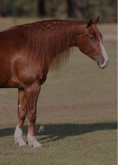 Vitamin E supplementation equine, Horse muscle, Equine muscle, Magnesium supplementation horse, Magnesium supplementation equine, Energy supplement for horse, Energy supplement for equine, Horse energy, Equine energy, Energy boost supplement for horses, Energy boost supplement for equines, Best supplement for horse, Best supplement for equine, Equine diet, Horse diet, Horse protein supplement, Equine protein supplement, Equine digestive, Horse digestive