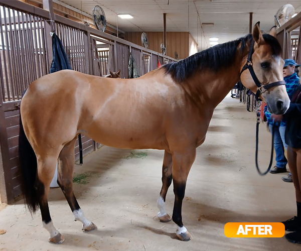 Vitamin E supplementation equine, Horse muscle, Equine muscle, Magnesium supplementation horse, Magnesium supplementation equine, Energy supplement for horse, Energy supplement for equine, Horse energy, Equine energy, Energy boost supplement for horses, Energy boost supplement for equines, Best supplement for horse, Best supplement for equine, Equine diet, Horse diet, Horse protein supplement, Equine protein supplement, Equine digestive, Horse digestive