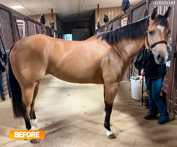 Vitamin E supplementation equine, Horse muscle, Equine muscle, Magnesium supplementation horse, Magnesium supplementation equine, Energy supplement for horse, Energy supplement for equine, Horse energy, Equine energy, Energy boost supplement for horses, Energy boost supplement for equines, Best supplement for horse, Best supplement for equine, Equine diet, Horse diet, Horse protein supplement, Equine protein supplement, Equine digestive, Horse digestive