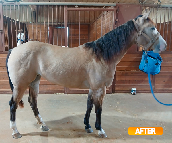 Equine muscle gain, Best supplement for horse metabolic, Best supplement for equine metabolic, Best supplement for performance horses, Best supplement for performance equines, Digestive supplement for horse, Digestive supplement for equines, Calming supplements for horses, Calming supplements for equines, Best calming paste, Horse vitamins and minerals supplement, Equine vitamins and minerals supplement, Supplement performance for horse, Supplement performance for equine