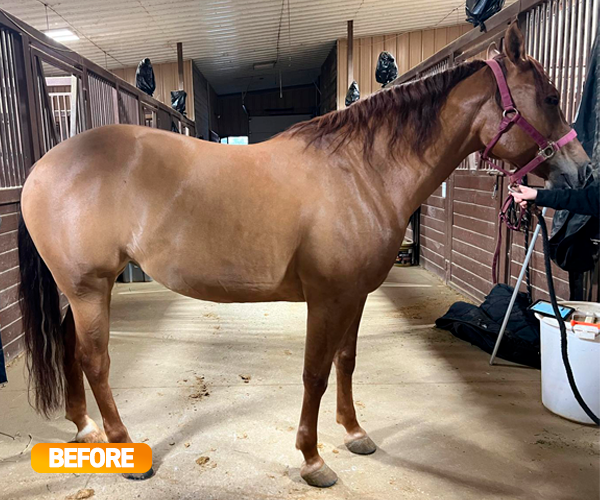 Vitamin E supplementation equine, Horse muscle, Equine muscle, Magnesium supplementation horse, Magnesium supplementation equine, Energy supplement for horse, Energy supplement for equine, Horse energy, Equine energy, Energy boost supplement for horses, Energy boost supplement for equines, Best supplement for horse, Best supplement for equine, Equine diet, Horse diet, Horse protein supplement, Equine protein supplement, Equine digestive, Horse digestive