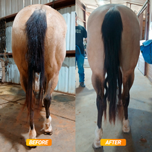 Equine muscle gain, Best supplement for horse metabolic, Best supplement for equine metabolic, Best supplement for performance horses, Best supplement for performance equines, Digestive supplement for horse, Digestive supplement for equines, Calming supplements for horses, Calming supplements for equines, Best calming paste, Horse vitamins and minerals supplement, Equine vitamins and minerals supplement, Supplement performance for horse, Supplement performance for equine