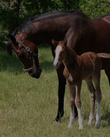 Vitamin E supplementation equine, Horse muscle, Equine muscle, Magnesium supplementation horse, Magnesium supplementation equine, Energy supplement for horse, Energy supplement for equine, Horse energy, Equine energy, Energy boost supplement for horses, Energy boost supplement for equines, Best supplement for horse, Best supplement for equine, Equine diet, Horse diet, Horse protein supplement, Equine protein supplement, Equine digestive, Horse digestive