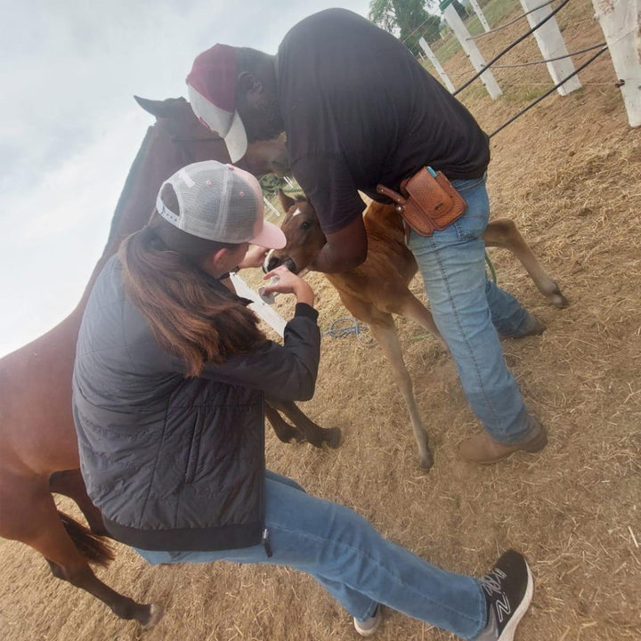 Equine metabolic, Horse metabolic, Pelleted horse, Pelleted equine, Horse digestion, Equine digestion, Horse intestine, Equine intestine, Horse gut health, Equine gut health, Horse nutrition care, Equine nutrition care, Hoof supplements horse, Hoof supplements equine, Healthy coat for horses, Healthy coat for equines, ATP horses, ATP equines, Pre race horses, Complete equine performance products