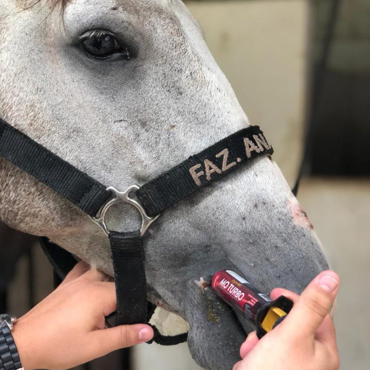 Equine metabolic, Horse metabolic, Pelleted horse, Pelleted equine, Horse digestion, Equine digestion, Horse intestine, Equine intestine, Horse gut health, Equine gut health, Horse nutrition care, Equine nutrition care, Hoof supplements horse, Hoof supplements equine, Healthy coat for horses, Healthy coat for equines, ATP horses, ATP equines, Pre race horses, Complete equine performance products