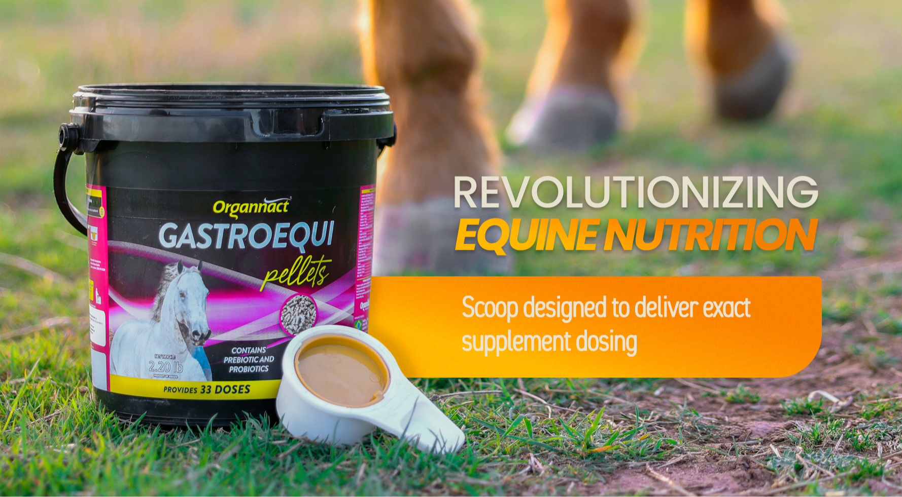 Vitamin E supplementation equine, Horse muscle, Equine muscle, Magnesium supplementation horse, Magnesium supplementation equine, Energy supplement for horse, Energy supplement for equine, Horse energy, Equine energy, Energy boost supplement for horses, Energy boost supplement for equines, Best supplement for horse, Best supplement for equine, Equine diet, Horse diet, Horse protein supplement, Equine protein supplement, Equine digestive, Horse digestive