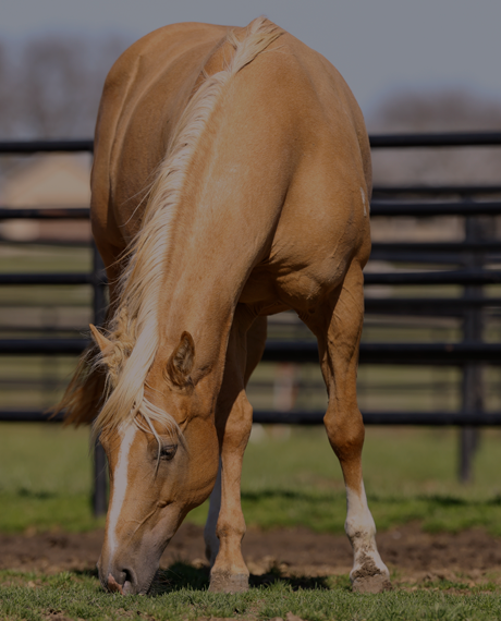 Vitamin E supplementation equine, Horse muscle, Equine muscle, Magnesium supplementation horse, Magnesium supplementation equine, Energy supplement for horse, Energy supplement for equine, Horse energy, Equine energy, Energy boost supplement for horses, Energy boost supplement for equines, Best supplement for horse, Best supplement for equine, Equine diet, Horse diet, Horse protein supplement, Equine protein supplement, Equine digestive, Horse digestive