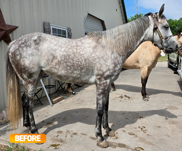 Vitamin E supplementation equine, Horse muscle, Equine muscle, Magnesium supplementation horse, Magnesium supplementation equine, Energy supplement for horse, Energy supplement for equine, Horse energy, Equine energy, Energy boost supplement for horses, Energy boost supplement for equines, Best supplement for horse, Best supplement for equine, Equine diet, Horse diet, Horse protein supplement, Equine protein supplement, Equine digestive, Horse digestive