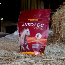 Horse supplements, Equine supplements, Horse supplement, Equine supplement, Performance horse, Performance equine, Performance horse training, Performance equine training, Calm supplement for horses, Calm supplement for equines, Best supplement for horses, Best supplement for equines, Energy supplement for horses, Energy supplement for equines, Supplement for horses muscles, Supplement for equines muscles, Horses muscle mass, Equine muscle mass, Horse muscle gain