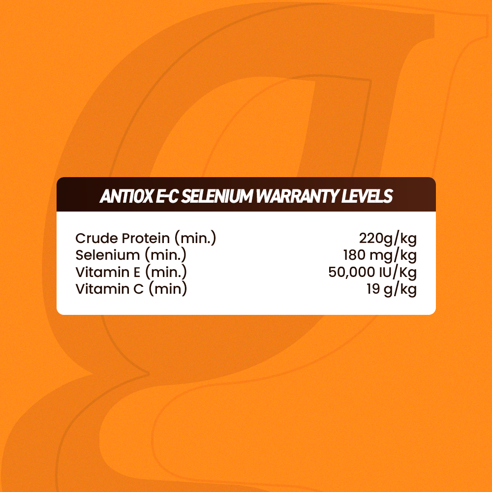 Horse supplements, Equine supplements, Horse supplement, Equine supplement, Performance horse, Performance equine, Performance horse training, Performance equine training, Calm supplement for horses, Calm supplement for equines, Best supplement for horses, Best supplement for equines, Energy supplement for horses, Energy supplement for equines, Supplement for horses muscles, Supplement for equines muscles, Horses muscle mass, Equine muscle mass, Horse muscle gain