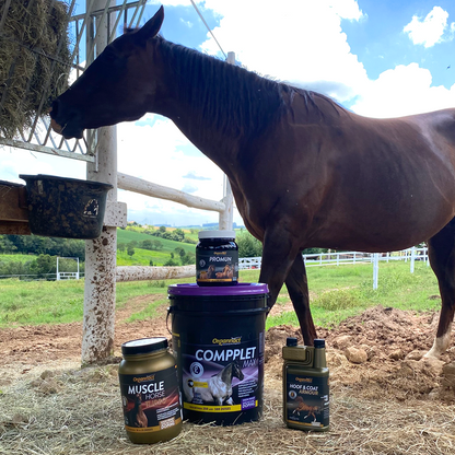 Horse supplements, Equine supplements, Horse supplement, Equine supplement, Performance horse, Performance equine, Performance horse training, Performance equine training, Calm supplement for horses, Calm supplement for equines, Best supplement for horses, Best supplement for equines, Energy supplement for horses, Energy supplement for equines, Supplement for horses muscles, Supplement for equines muscles, Horses muscle mass, Equine muscle mass, Horse muscle gain