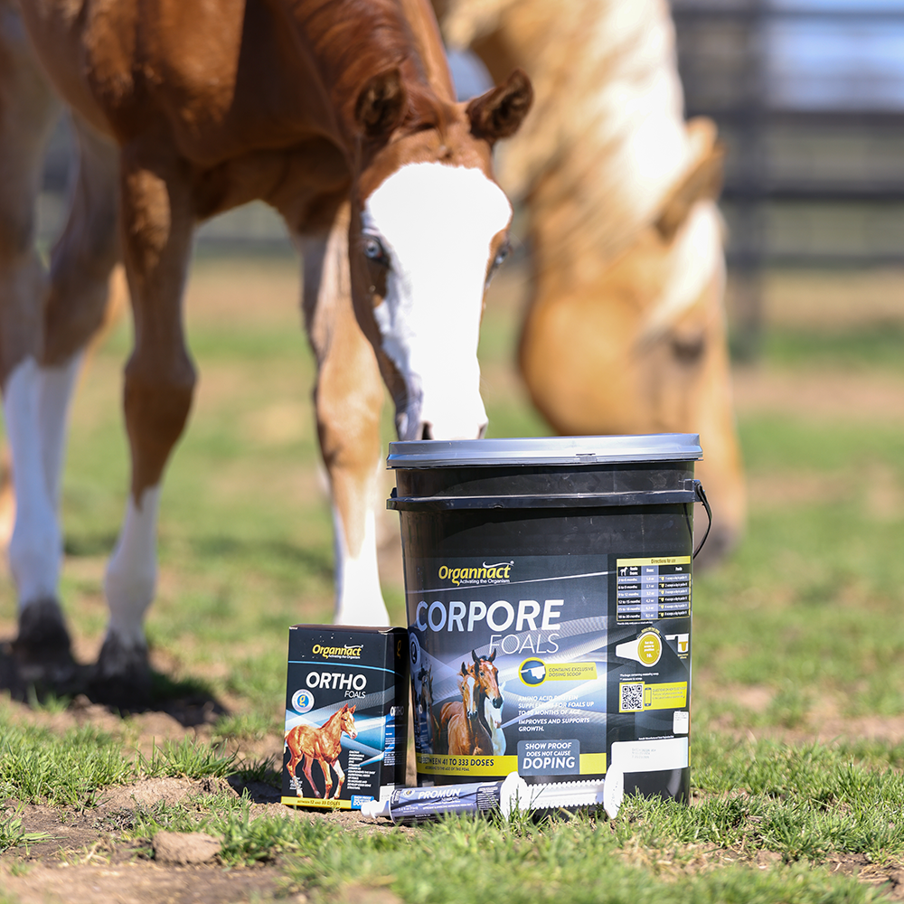 Horse supplements, Equine supplements, Horse supplement, Equine supplement, Performance horse, Performance equine, Performance horse training, Performance equine training, Calm supplement for horses, Calm supplement for equines, Best supplement for horses, Best supplement for equines, Energy supplement for horses, Energy supplement for equines, Supplement for horses muscles, Supplement for equines muscles, Horses muscle mass, Equine muscle mass, Horse muscle gain