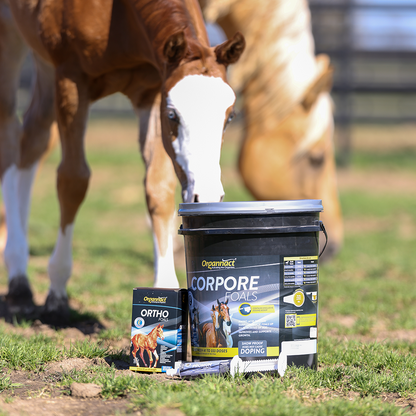 Horse supplements, Equine supplements, Horse supplement, Equine supplement, Performance horse, Performance equine, Performance horse training, Performance equine training, Calm supplement for horses, Calm supplement for equines, Best supplement for horses, Best supplement for equines, Energy supplement for horses, Energy supplement for equines, Supplement for horses muscles, Supplement for equines muscles, Horses muscle mass, Equine muscle mass, Horse muscle gain