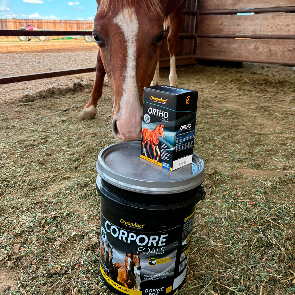 Horse supplements, Equine supplements, Horse supplement, Equine supplement, Performance horse, Performance equine, Performance horse training, Performance equine training, Calm supplement for horses, Calm supplement for equines, Best supplement for horses, Best supplement for equines, Energy supplement for horses, Energy supplement for equines, Supplement for horses muscles, Supplement for equines muscles, Horses muscle mass, Equine muscle mass, Horse muscle gain