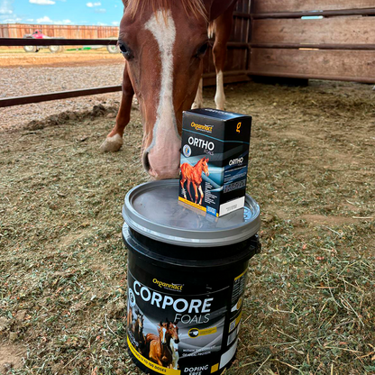 Horse supplements, Equine supplements, Horse supplement, Equine supplement, Performance horse, Performance equine, Performance horse training, Performance equine training, Calm supplement for horses, Calm supplement for equines, Best supplement for horses, Best supplement for equines, Energy supplement for horses, Energy supplement for equines, Supplement for horses muscles, Supplement for equines muscles, Horses muscle mass, Equine muscle mass, Horse muscle gain