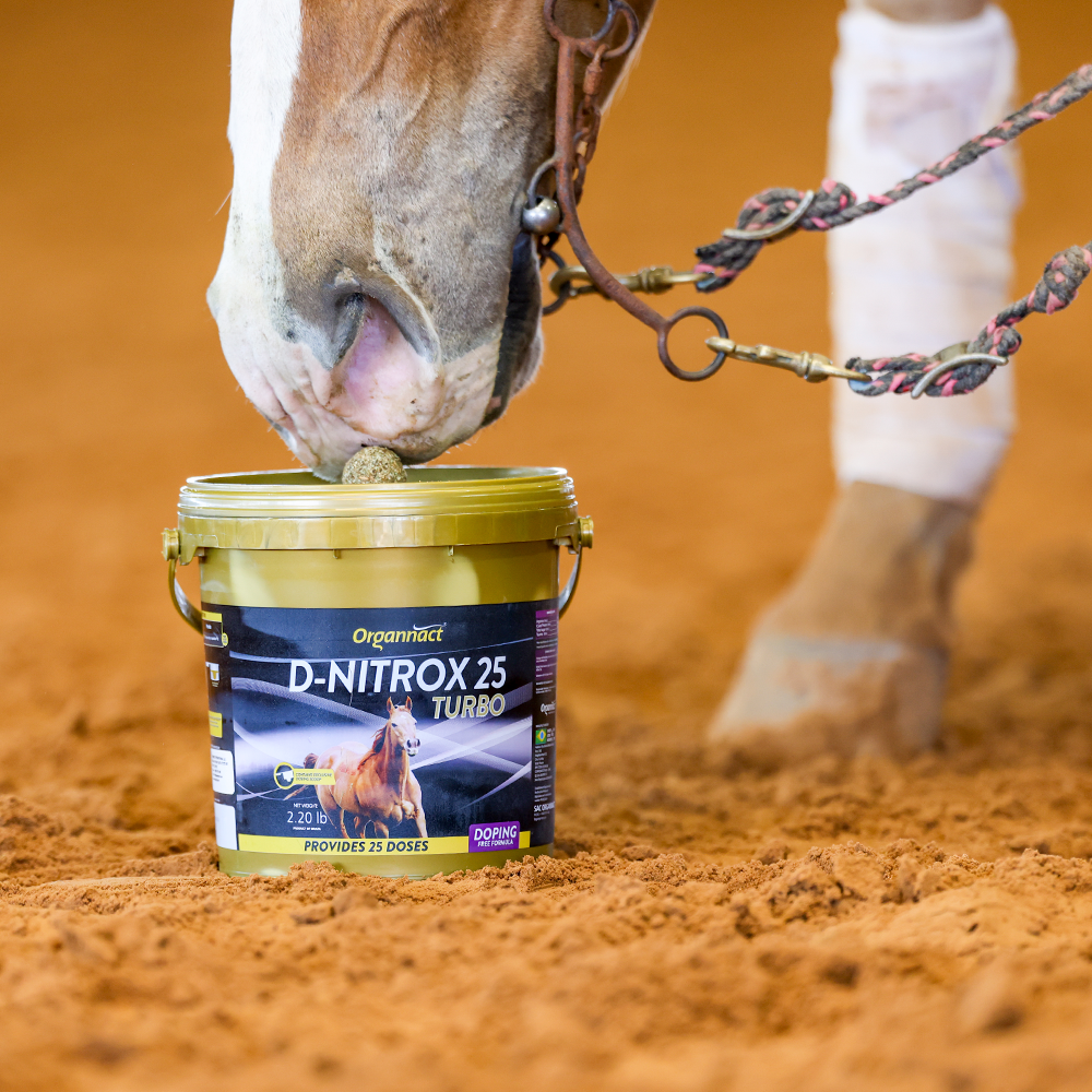 Horse supplements, Equine supplements, Horse supplement, Equine supplement, Performance horse, Performance equine, Performance horse training, Performance equine training, Calm supplement for horses, Calm supplement for equines, Best supplement for horses, Best supplement for equines, Energy supplement for horses, Energy supplement for equines, Supplement for horses muscles, Supplement for equines muscles, Horses muscle mass, Equine muscle mass, Horse muscle gain
