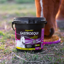 Horse supplements, Equine supplements, Horse supplement, Equine supplement, Performance horse, Performance equine, Performance horse training, Performance equine training, Calm supplement for horses, Calm supplement for equines, Best supplement for horses, Best supplement for equines, Energy supplement for horses, Energy supplement for equines, Supplement for horses muscles, Supplement for equines muscles, Horses muscle mass, Equine muscle mass, Horse muscle gain