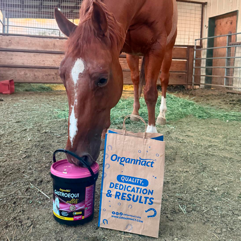 Horse supplements, Equine supplements, Horse supplement, Equine supplement, Performance horse, Performance equine, Performance horse training, Performance equine training, Calm supplement for horses, Calm supplement for equines, Best supplement for horses, Best supplement for equines, Energy supplement for horses, Energy supplement for equines, Supplement for horses muscles, Supplement for equines muscles, Horses muscle mass, Equine muscle mass, Horse muscle gain