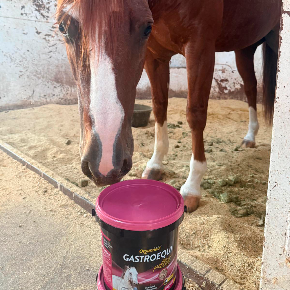 Horse supplements, Equine supplements, Horse supplement, Equine supplement, Performance horse, Performance equine, Performance horse training, Performance equine training, Calm supplement for horses, Calm supplement for equines, Best supplement for horses, Best supplement for equines, Energy supplement for horses, Energy supplement for equines, Supplement for horses muscles, Supplement for equines muscles, Horses muscle mass, Equine muscle mass, Horse muscle gain