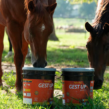 Organnact Gest UP Horse Supplement