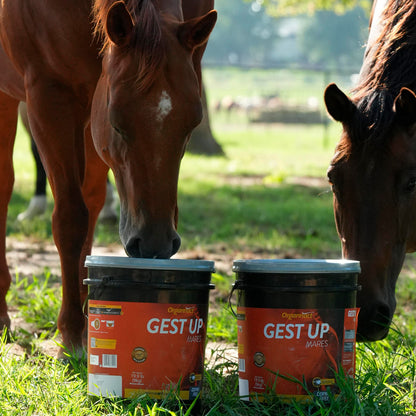 Organnact Gest UP Horse Supplement