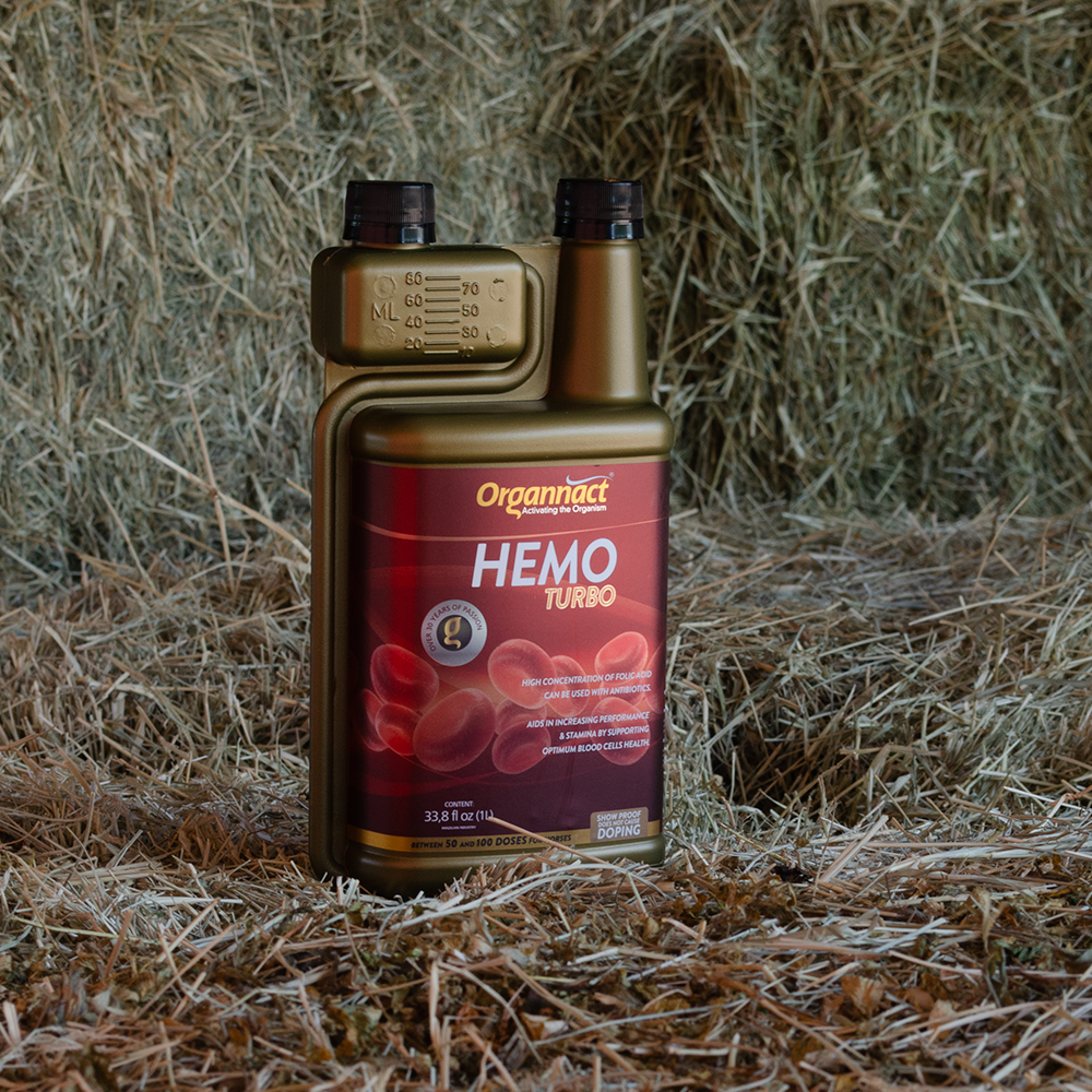 Horse supplements, Equine supplements, Horse supplement, Equine supplement, Performance horse, Performance equine, Performance horse training, Performance equine training, Calm supplement for horses, Calm supplement for equines, Best supplement for horses, Best supplement for equines, Energy supplement for horses, Energy supplement for equines, Supplement for horses muscles, Supplement for equines muscles, Horses muscle mass, Equine muscle mass, Horse muscle gain