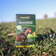 Horse supplements, Equine supplements, Horse supplement, Equine supplement, Performance horse, Performance equine, Performance horse training, Performance equine training, Calm supplement for horses, Calm supplement for equines, Best supplement for horses, Best supplement for equines, Energy supplement for horses, Energy supplement for equines, Supplement for horses muscles, Supplement for equines muscles, Horses muscle mass, Equine muscle mass, Horse muscle gain