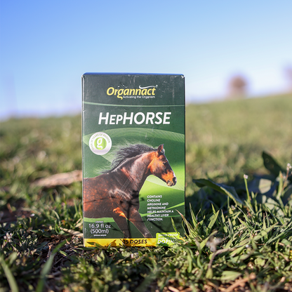 Horse supplements, Equine supplements, Horse supplement, Equine supplement, Performance horse, Performance equine, Performance horse training, Performance equine training, Calm supplement for horses, Calm supplement for equines, Best supplement for horses, Best supplement for equines, Energy supplement for horses, Energy supplement for equines, Supplement for horses muscles, Supplement for equines muscles, Horses muscle mass, Equine muscle mass, Horse muscle gain