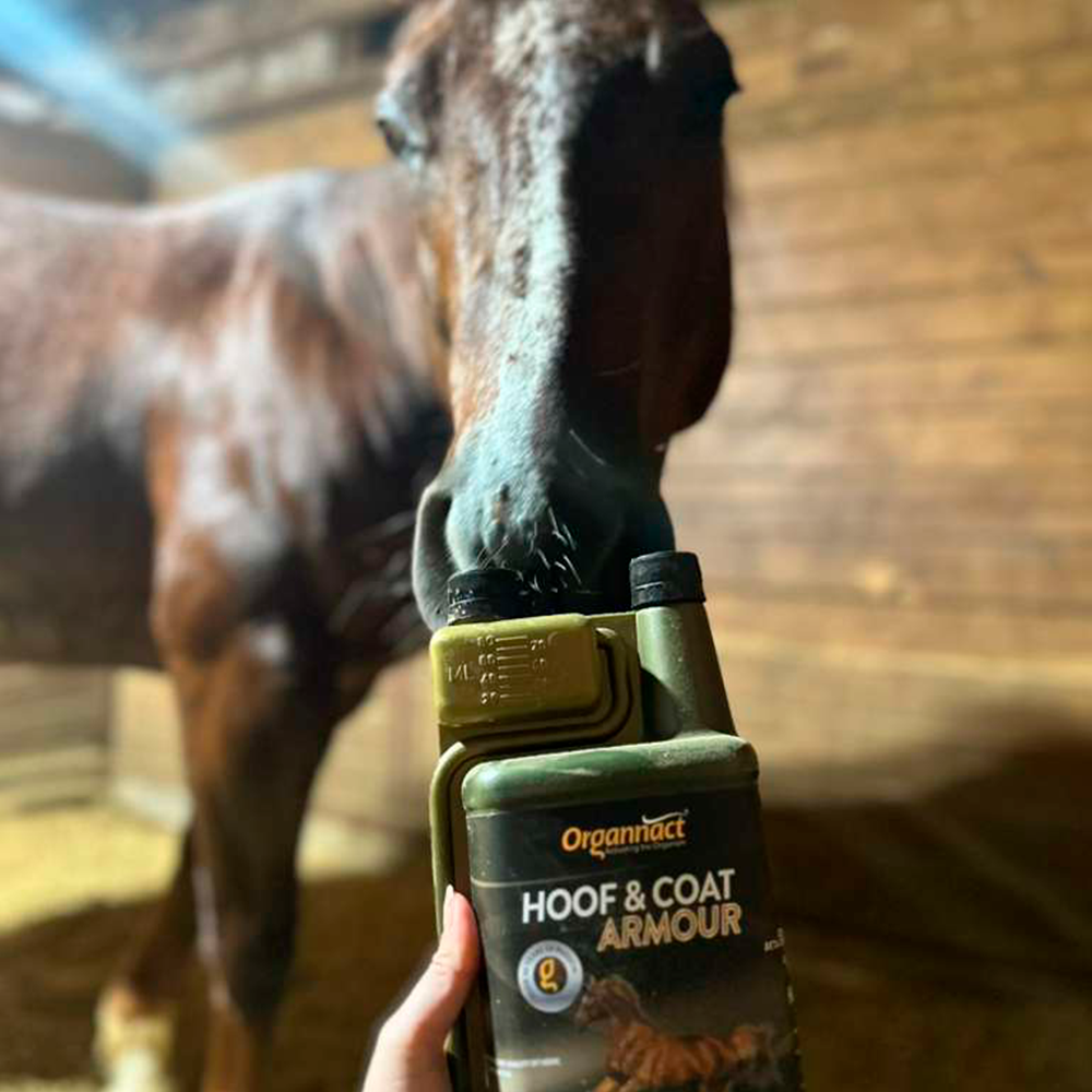 Horse supplements, Equine supplements, Horse supplement, Equine supplement, Performance horse, Performance equine, Performance horse training, Performance equine training, Calm supplement for horses, Calm supplement for equines, Best supplement for horses, Best supplement for equines, Energy supplement for horses, Energy supplement for equines, Supplement for horses muscles, Supplement for equines muscles, Horses muscle mass, Equine muscle mass, Horse muscle gain