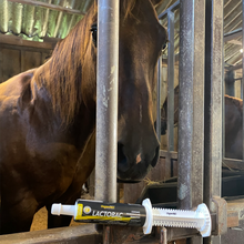 Equine muscle gain, Best supplement for horse metabolic, Best supplement for equine metabolic, Best supplement for performance horses, Best supplement for performance equines, Digestive supplement for horse, Digestive supplement for equines, Calming supplements for horses, Calming supplements for equines, Best calming paste, Horse vitamins and minerals supplement, Equine vitamins and minerals supplement, Supplement performance for horse, Supplement performance for equine