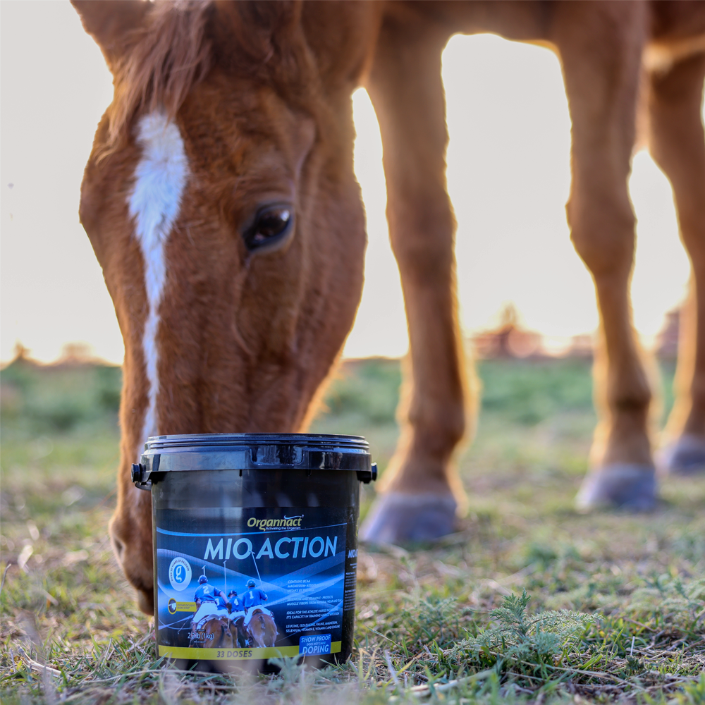 Equine muscle gain, Best supplement for horse metabolic, Best supplement for equine metabolic, Best supplement for performance horses, Best supplement for performance equines, Digestive supplement for horse, Digestive supplement for equines, Calming supplements for horses, Calming supplements for equines, Best calming paste, Horse vitamins and minerals supplement, Equine vitamins and minerals supplement, Supplement performance for horse, Supplement performance for equine