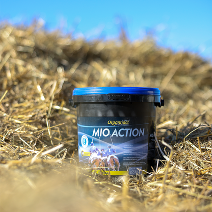 Equine muscle gain, Best supplement for horse metabolic, Best supplement for equine metabolic, Best supplement for performance horses, Best supplement for performance equines, Digestive supplement for horse, Digestive supplement for equines, Calming supplements for horses, Calming supplements for equines, Best calming paste, Horse vitamins and minerals supplement, Equine vitamins and minerals supplement, Supplement performance for horse, Supplement performance for equine