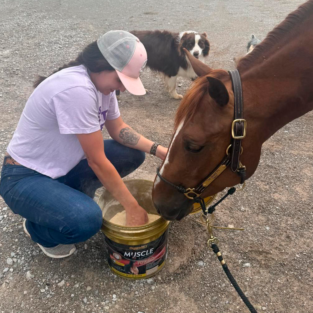 Equine muscle gain, Best supplement for horse metabolic, Best supplement for equine metabolic, Best supplement for performance horses, Best supplement for performance equines, Digestive supplement for horse, Digestive supplement for equines, Calming supplements for horses, Calming supplements for equines, Best calming paste, Horse vitamins and minerals supplement, Equine vitamins and minerals supplement, Supplement performance for horse, Supplement performance for equine